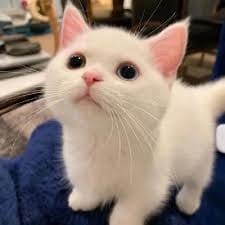 دانش تیمور avatar